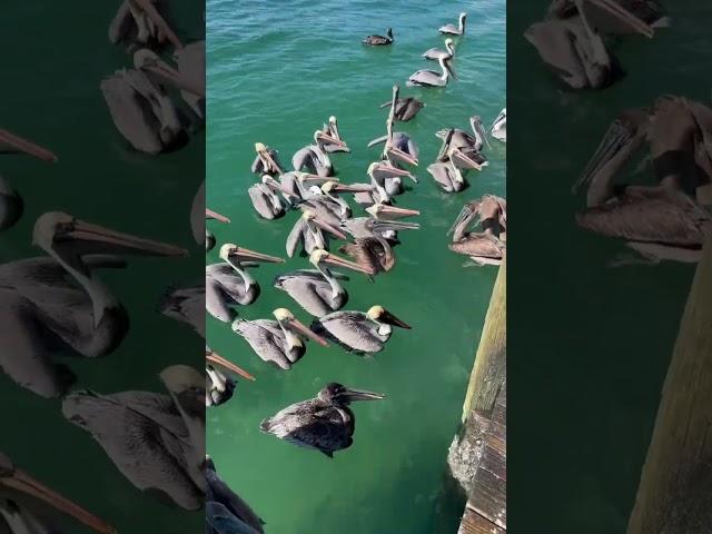 Pelicans in Florida