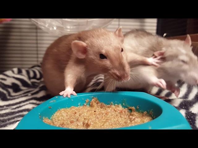 Rats have a slap fight