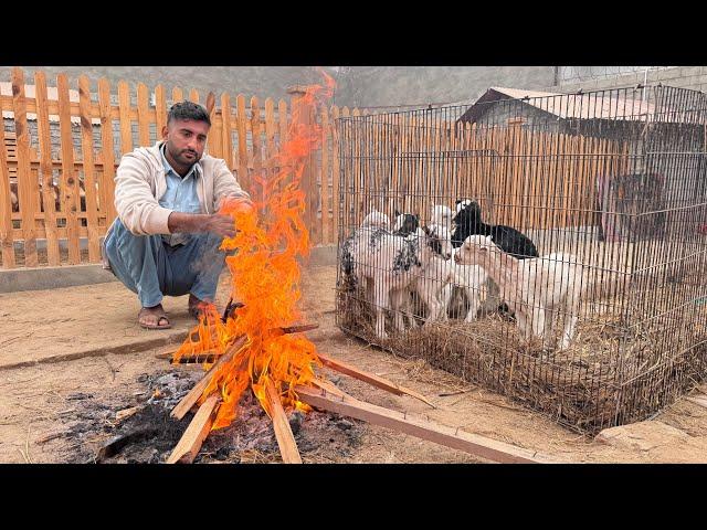 Aj Bht Ziada Srdi Hogai Baby Goats K Lye Agg Lgai