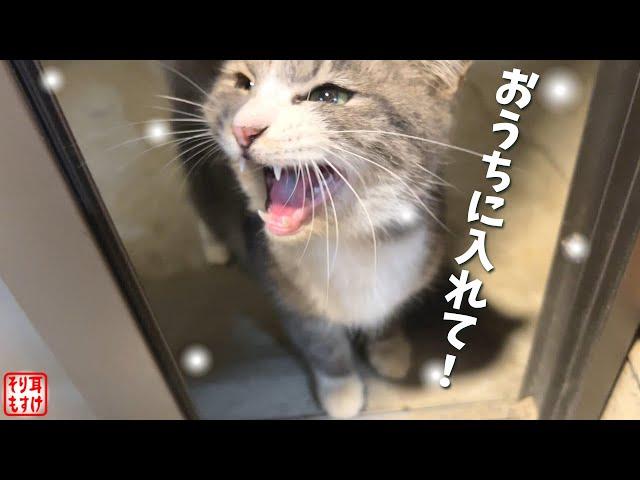 ごめん…。極寒＆雪の夜、玄関に現れたちいさな猫…