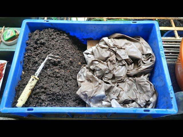 Cardboard & Paper WORMBIN for summer 2020 | Vermicomposting in summer | Free Fertilizer