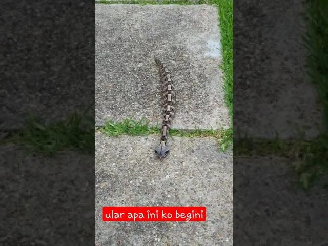 Ular viper aneh,ular tanah berbisa mematikan,ular paling berbisa di dunia