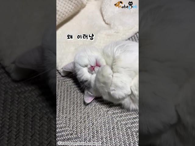 자는 고양이 발을 건드리면 생기는 일