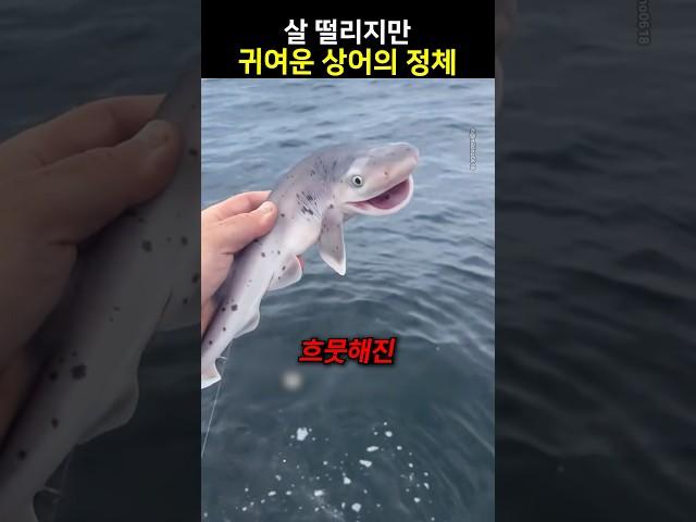 살 떨리지만 귀여운 상어의 정체