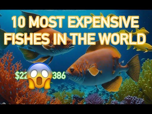 Why Do These Ten Fish Cost So Much? A Closer Look at Their Value