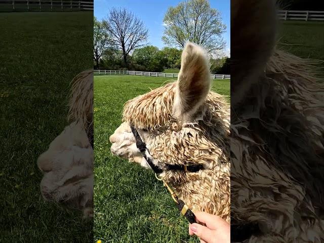 Walking with an Alpaca