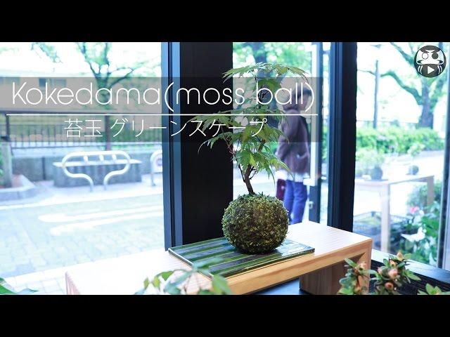 Japanese Gardening - modern plant ball - JapanMade