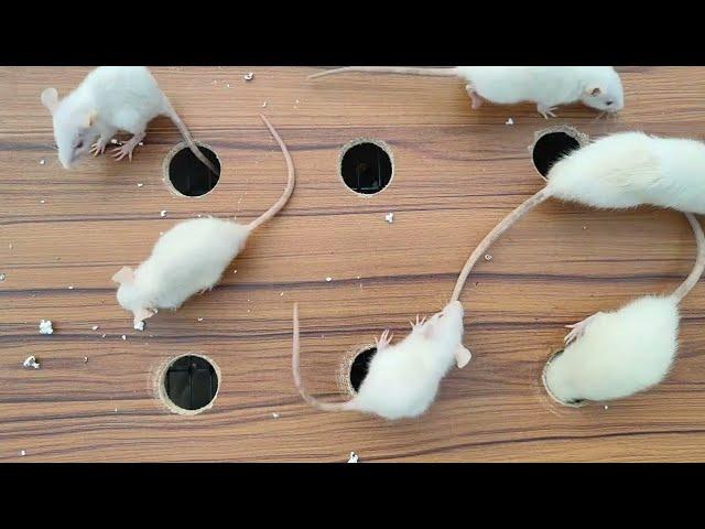  CAT GAMES  Catching Mice! Entertainment Video for Cats to Watch | CAT & DOG TV.