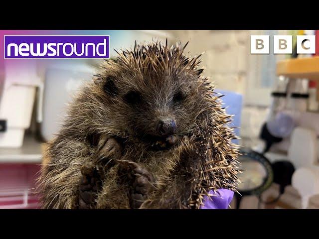 A prickly problem - more hedgehogs need rescuing | Newsround