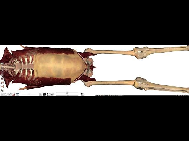THORAX cadaver