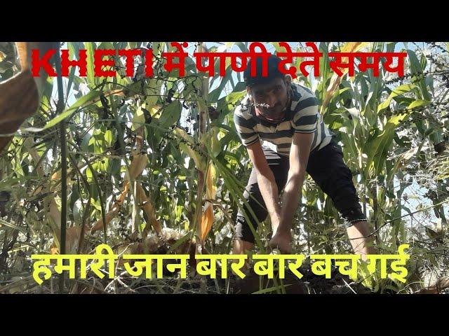 खेती में पाणी देते समय हमारी जान बारबार बचगई|kheti ke |kisan|#kisan #khetibadi #farming #agriculture