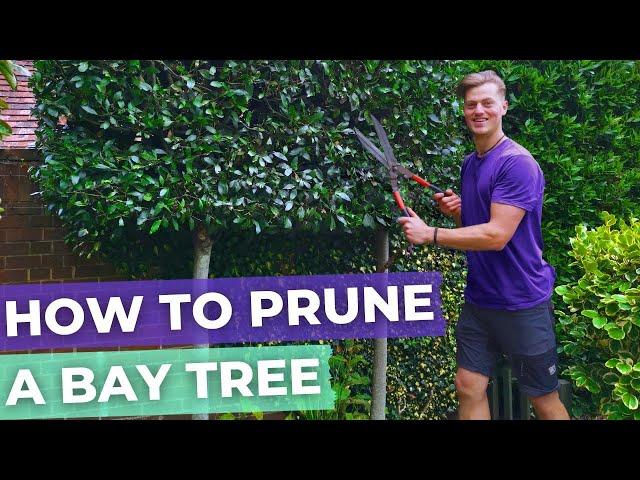 How To Prune A Bay Laurel Tree Hedge | Complete Guide