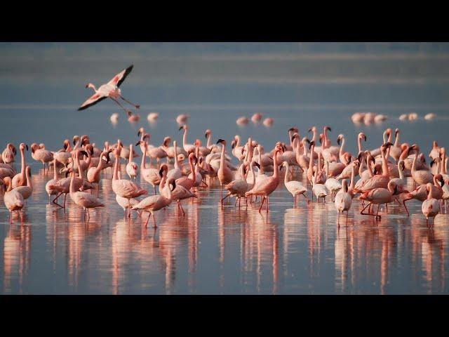 Embark on a Serene Adventure | Discover the Majestic Flamingos of Gediz Delta! | Flamingo boat trip