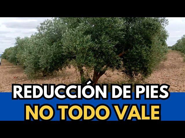 🟥 Consejos para Reducir Pies de Olivo #ciudadreal #castillalamancha