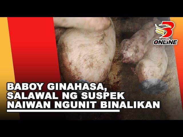 Baboy ginahasa, salawal ng suspek naiwan ngunit binalikan