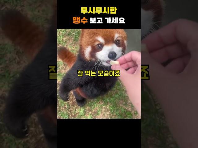 무시무시한 맹수 레서판다ㅎㄷㄷ