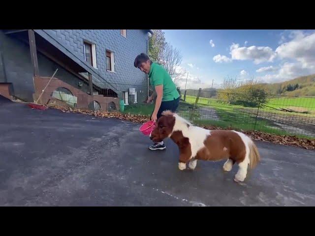 This May Be the Tiniest Pony in the World