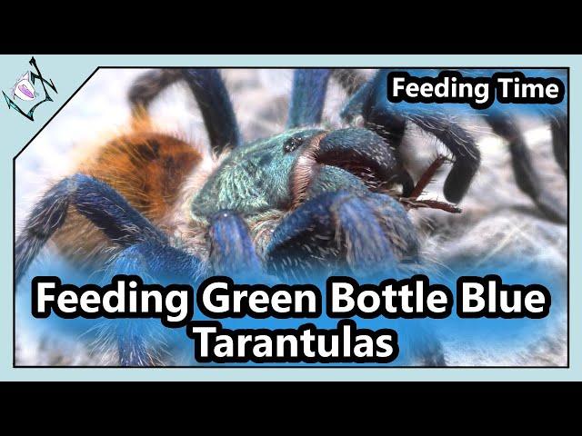 Feeding Green Bottle Blue Tarantulas