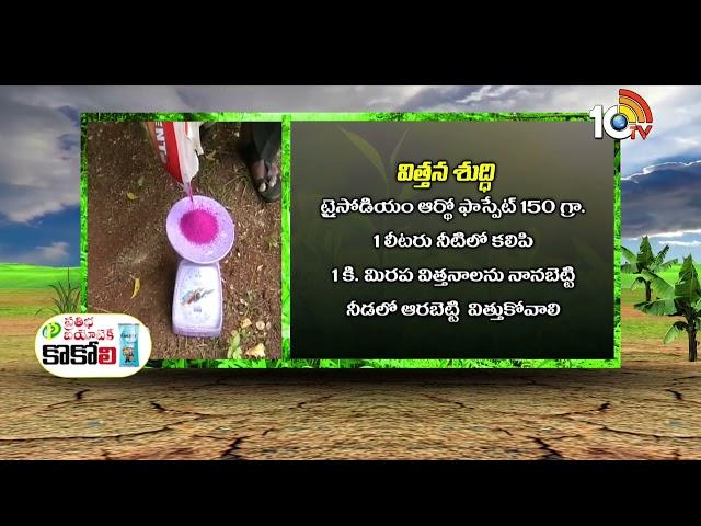 మిరప నారుమడిలో మేలైన యాజమాన్యం | Chilli Cultivation Methods | Matti Manishi | 10TV