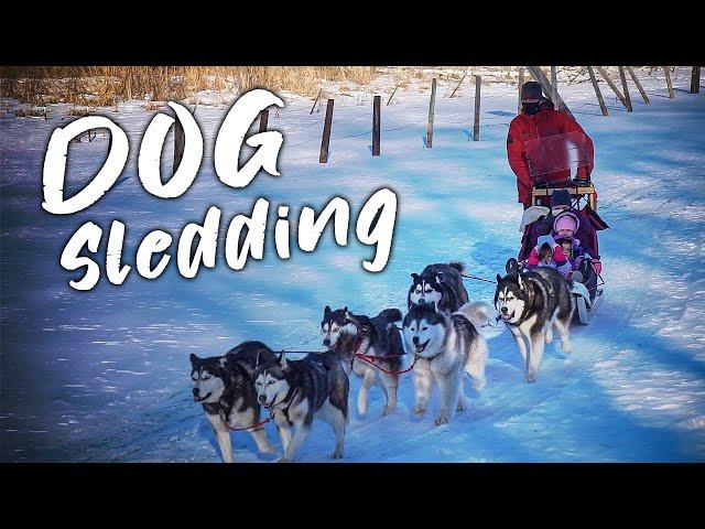 Dog Sledding in Minnesota with Silent Run Adventures