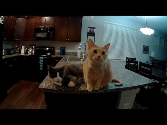 Cats Welcoming me home at night