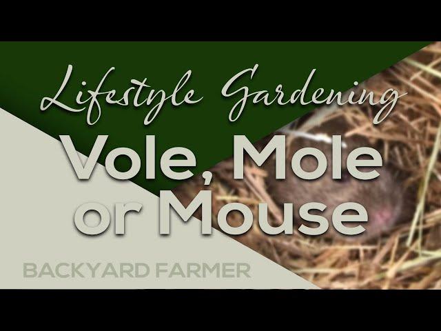 Vole, Mole or Mouse