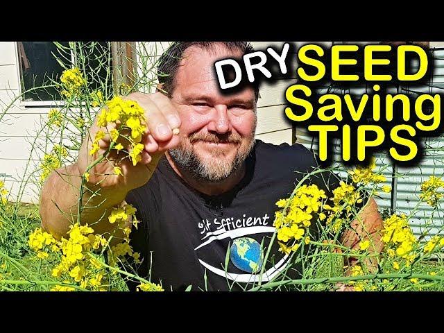 Seed Saving Tips Ep 1 - Dry Seeds | Organic Gardening