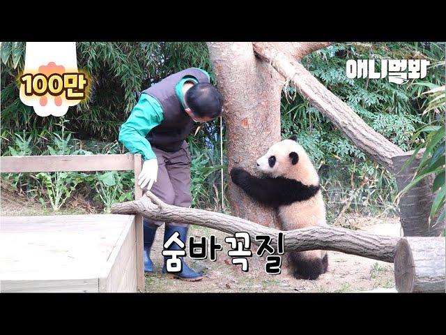 Adorable Baby Panda Playing Hide-And-Seek With a Keeper