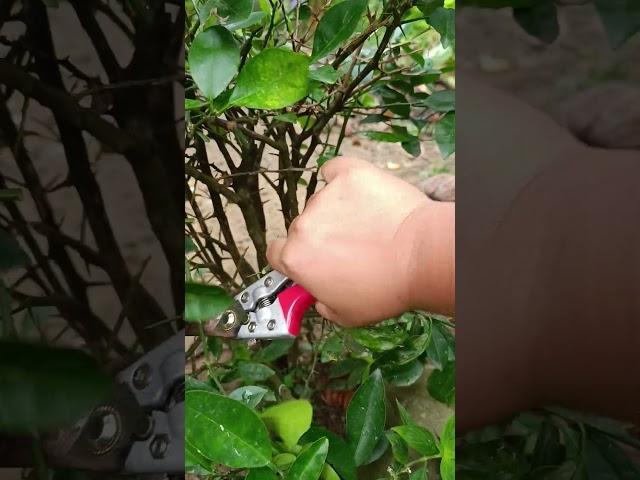 PRUNING ANTAM #shortvideo #fruit #shortfeed #shorts #shorts #shortsviral #shortsfeed