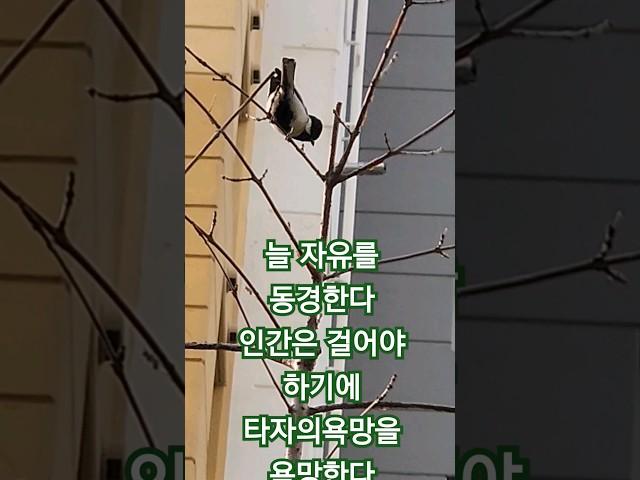 #동기부여 #힐링영상 #새가날아든다 누구나 자유를 갈망한다
