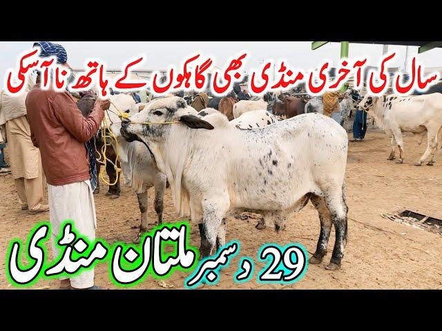 Multan Cow Mandi Fresh Latest Update Video | Cholistani Ablk Nukre Sahiwal Bachre | Cow Mandi 2024