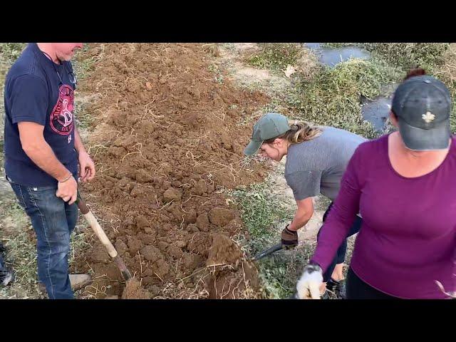 Harvesting Potatoes at Back Forty & Ranch - Idaho's Premier Farm