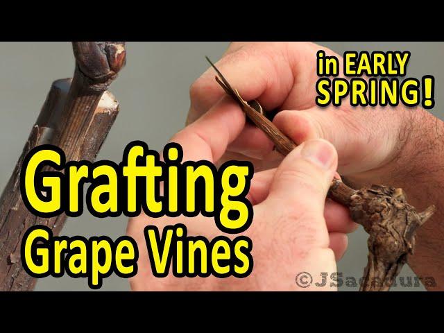 Grafting Grape Vines in EARLY SPRING | Best GRAFTING TECHNIQUES for GRAPES