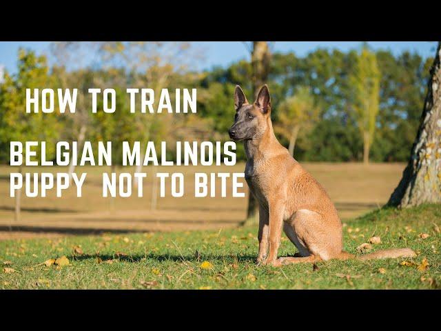 Belgian Malinois Puppy, How to train a Belgian Malinois Puppy not to bite