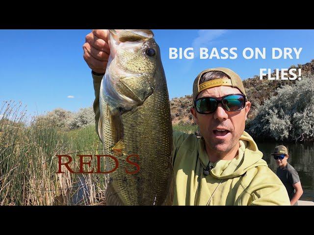 Dragon Flies for Big Bass // How to Dry Fly Fish for Largemouth