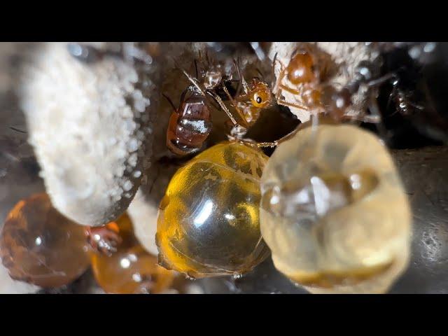 Honey pot ants! Myrmecocystus mexicanus:species info and care tips