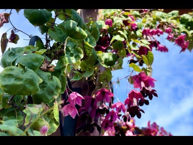 How to grow Purple Bell Vine from seed