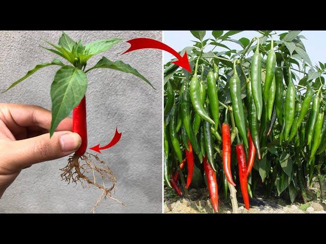 Few people know that it is possible to propagate this way | Relax Garden