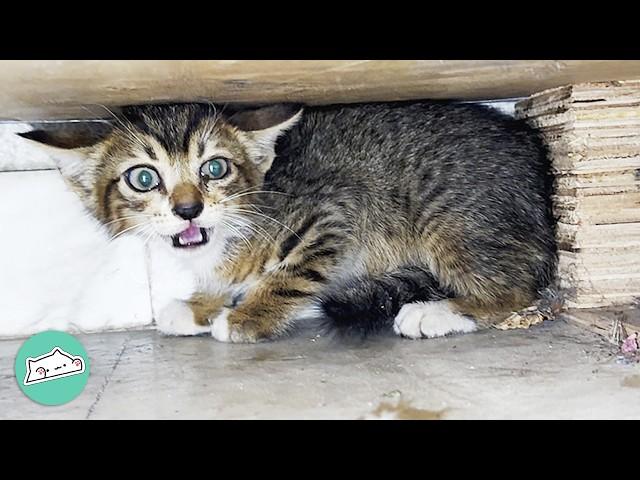 Woman Found a Scared Cat On The Road. Now He's a Cuddle Buddy | Cuddle Buddies