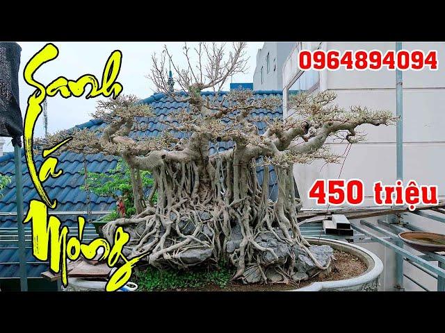 450 Triệu Cây Sanh Quế Lá Móng Rất Đẹp (LH 0964894094)