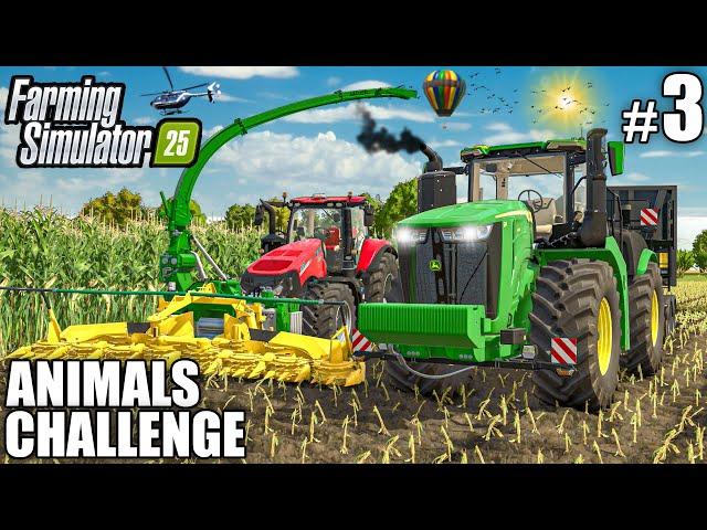 FIRST BIG MAIZE SILAGE HARVEST | ANIMALS Challenge - Episode 3 | Farming Simulator 25