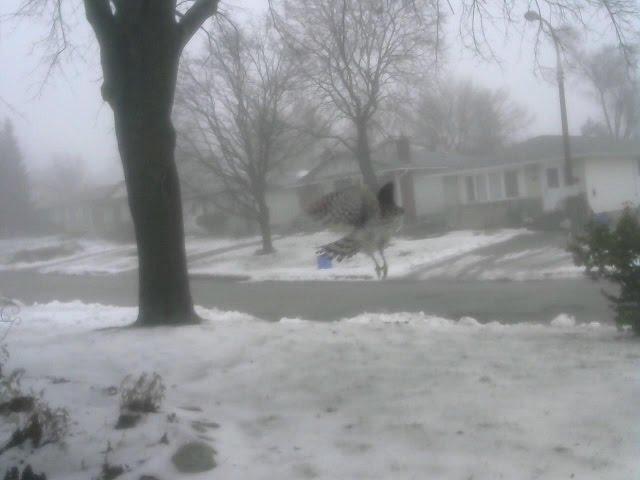 Urban Hawk chases Squirrel