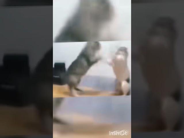 Cats funny  fights|| Cats fights funny video|| #Shorts #virals #comedy #entertainment