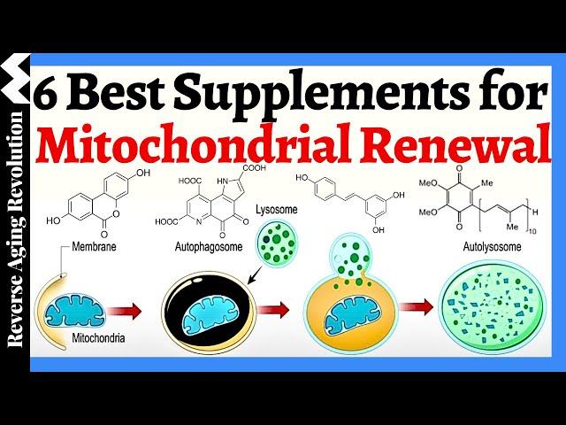 6 BEST SUPPLEMENTS to Support Mitochondrial Renewal