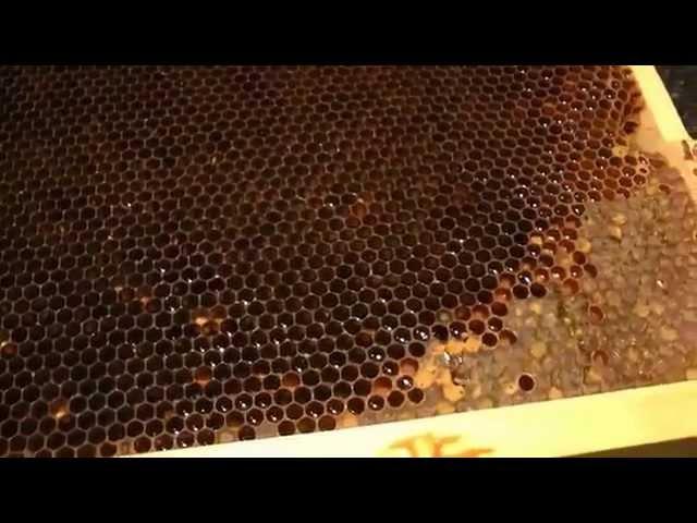 Queen ESCAPED - life of a beekeeper