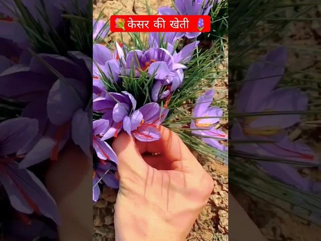 Saffron Farming🪻🪻 केसर की खेती #kesar