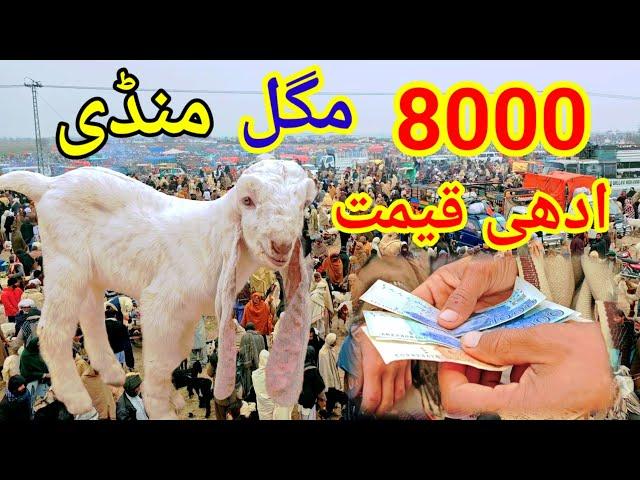 Bakra Mandi Pakistan 2024 ?  Bakra Eid videos