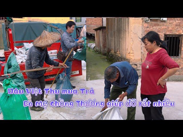 Dâu Việt Thu Mua Trà - Ba Mẹ Thương Giúp Đỡ Rất Nhiều,Tình Thương Mến Thương Của Cô Bác ở Quê