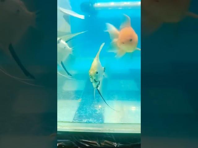 koi #angelfish #youtube #subscribe