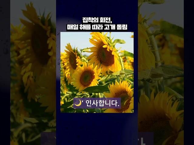“해바라기는 진짜로 해를 따라 돈다”  #병맛지식 #해바라기의사랑 #햇님추적기 #Shorts